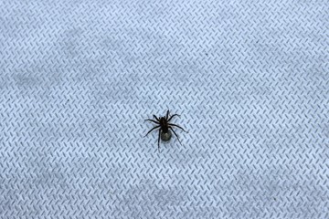 Little black spider on white cloth. Russia.