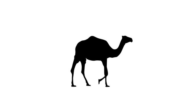 Camel walking, animation on the white background