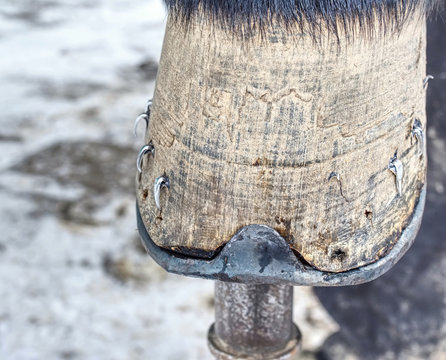  Farrier with nail and hammer on a horses hoof close up.