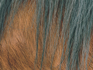 Fototapeta premium The closeup of the fur of horse. Warm fur