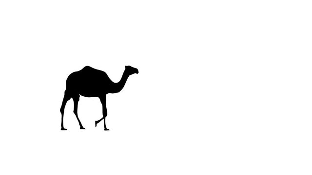 Camel walking, animation on the white background