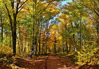 Autumn landscape in the forest