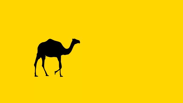 Camel walking, animation on the yellow background