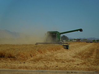 Fototapeta premium Arizona wheat harvesting