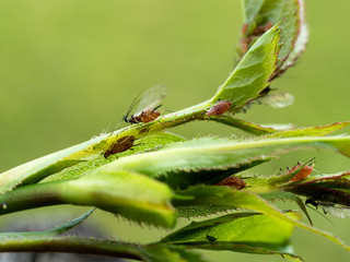 adult aphids with wings sucking on a rose plant