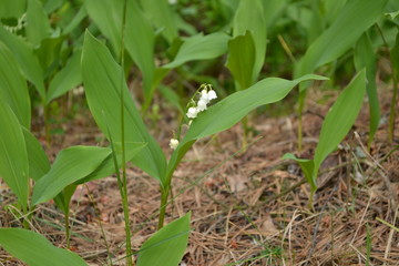 lily of the valley, forest, beautiful,  green,  nature, growth, soil, spring,   onion,  young, growing, farm,   organic,  plants, ground, fresh, land