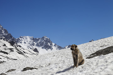 Dog sitting in snow at sunny day, snowy mountains and blue sky at background