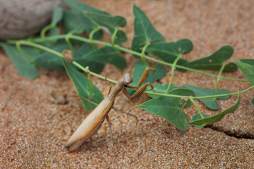 Brown European mantis or Mantis religiosa with green plant on sand