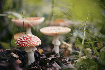 A few red mushrooms fly agaric in the  forest.