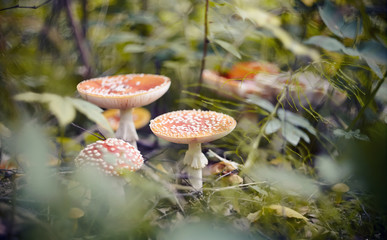 A few red mushrooms fly agaric in the  forest.