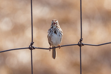 Close-up of Song Sparrow singing on wire fence