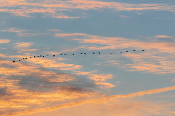Line of geese flying in sunset cloudscape