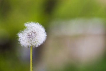 Dandelion flying on green background