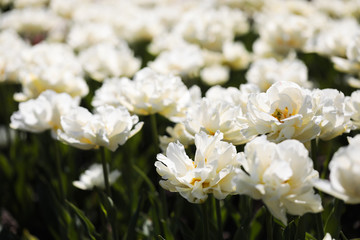 Beautiful bouquet of tulips nature background.