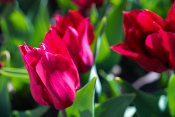 Beautiful bouquet of tulips nature background.