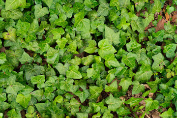 vine on the ground