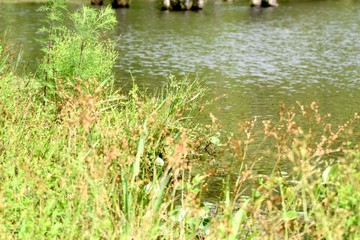 Grass, plants and flowers growing along a lake's edge.