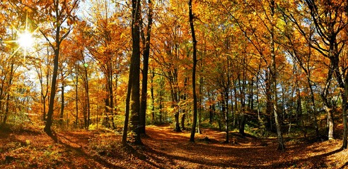 Autumn in the yellowed forest