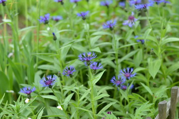 flower, knapweed,  purple, nature, flowers, garden, green, summer, spring, flora, bloom,   macro, blossom, blue, wild, beauty, violet, beautiful, meadow, field, color, blooming,  wildflower