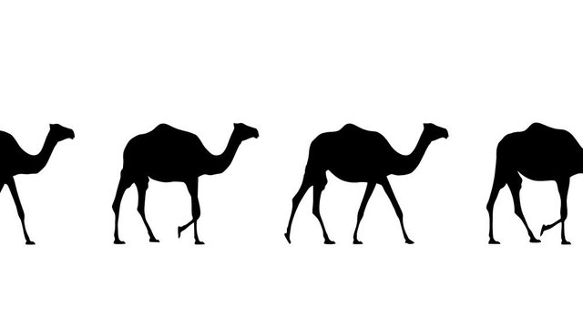 Camels walking, animation on the white background