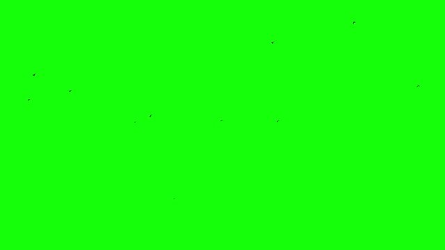 Flight of a black raven crow on a green background stin flow of the crowd Chromakey footge Seamless Loop Black birds flying from right to left Small birds