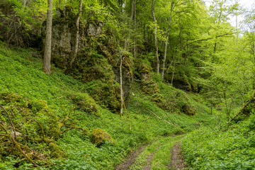 Waldweg mit Felsen und Moss