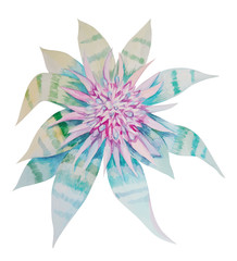 brumelia pink striped aquarelle isolated