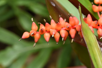 Red Bud flower in garden