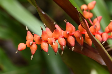 Red Flower Branch
