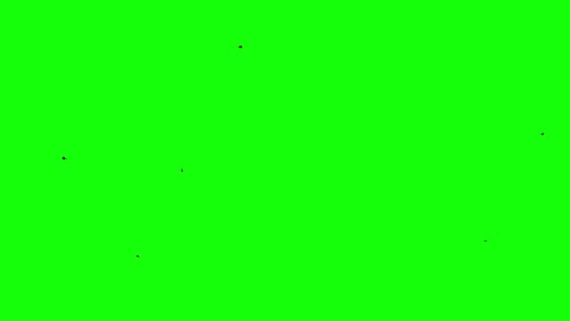 Flight of a black raven crow on a green background stin flow of the crowd Chromakey footge Clear in and out of Black birds appearing