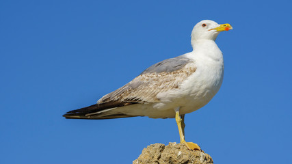 Yellow-legged Gull on a Rock