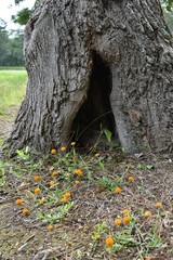 A tree in an old oak tree.