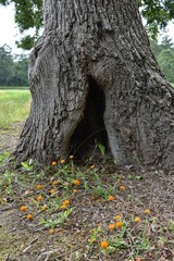 A tree in an old oak tree.