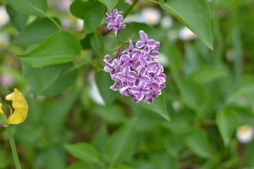 flower, lilac, nature, spring, pink, garden, purple, flowers,  green, blossom, bush, blooming, beauty, bloom, floral, beautiful, summer, leaf, branch, petal, leaves, macro, tree, gardening