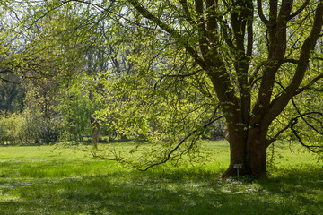 Arboretum Losser Dinkelland Netherlands