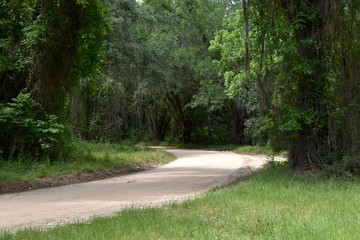 Dirt lane winding through a southern pine and oak forest.