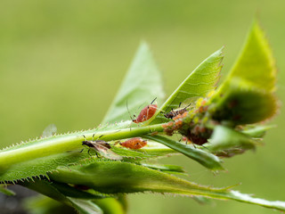 image shows a closeup of red aphid sucking on plant