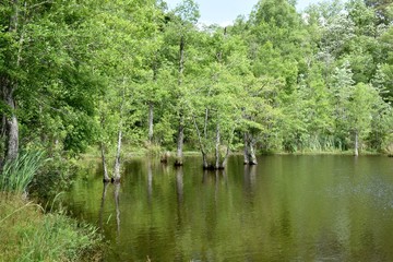 Trees grow in the middle of a lake.
