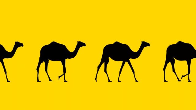 Camels walking, animation on the yellow background