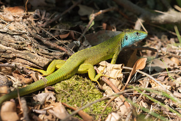 Green lizard, male (Lacerta viridis)
