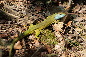 Green lizard, male (Lacerta viridis)