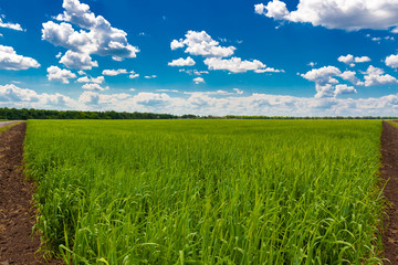 ield of green wheat under blue sky and white clouds