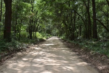 Fototapeta na wymiar Dirt lane winding through a southern pine and oak forest.