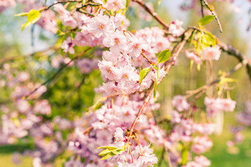Blooming sakura flowers at spring