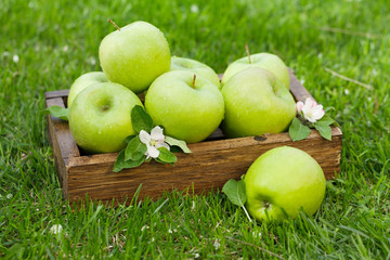 Fresh garden green apples in box