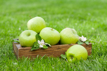 Fresh garden green apples in box