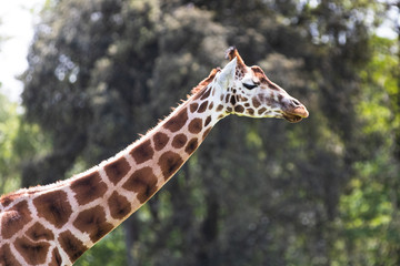 Rothschild Giraffe, one of nine subspecies in Africa, tallest of the land mammals, often referred to as the watchtowers of the Serengeti as it helps alert other animals to the presence of predators