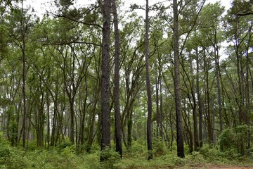 Southern Oak and Pine forest.