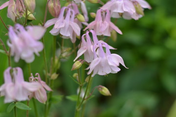 flower, pink, nature, purple, garden, spring, flowers, green, macro, blossom,  flora, leaf, summer, petal, beautiful, closeup,   close-up, violet, floral, color, beauty, lilac