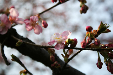 Fototapeta na wymiar British hawthorn blossom, cherryy flowers on branches, spring blossom